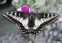 Papilio zelicaoný